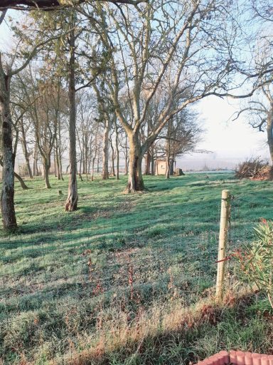 Petite forêt 