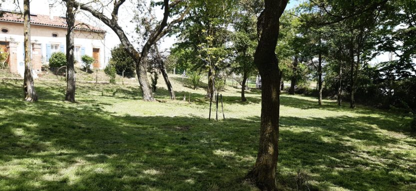 Petite forêt